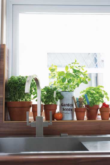 
In a sunny south-facing window, some culinary herbs can thrive indoors in winter.
